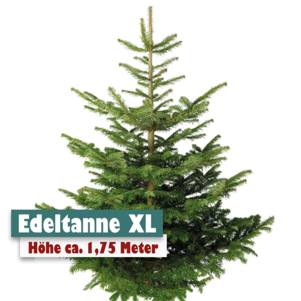 Edeltanne XL Höhe ca 1,75m