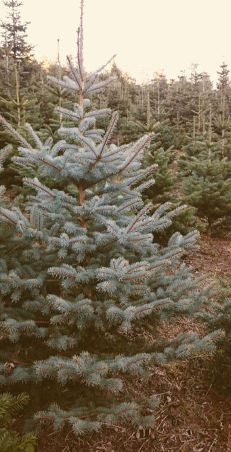 Edeltanne L Höhe ca. 1,5m