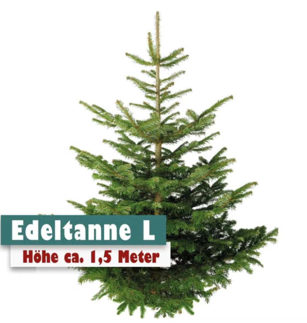 Edeltanne L Höhe ca. 1,5m