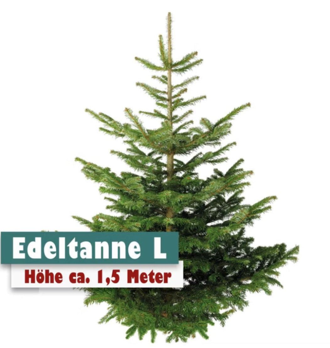 Edeltanne L Höhe ca. 1,5m