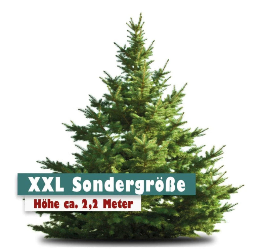 Edeltanne XXL Höhe ca. 2.0m
