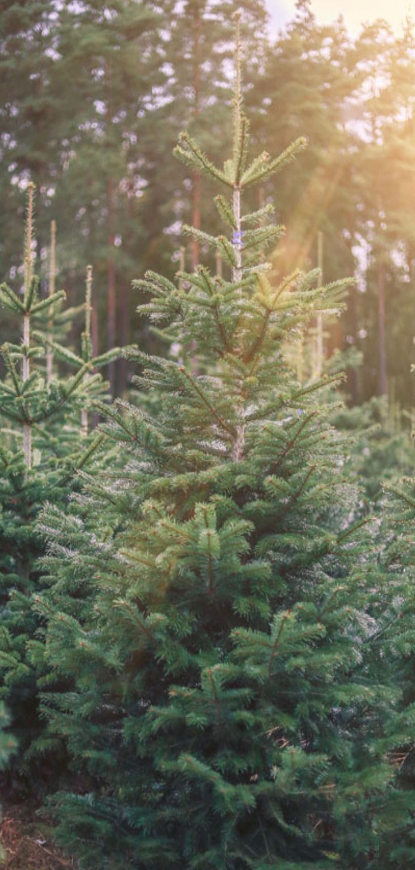 Edeltanne L Höhe ca. 1,5m